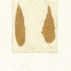 Jan Rauchwerger Etching (28)